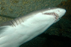 Sand tiger shark.  North Carolina.  by David Heidemann 